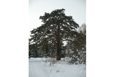 Хайкинг в Белокурихе: 10 км эмоций до Сосны Любви!