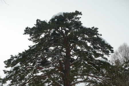 Хайкинг в Белокурихе: 10 км эмоций до Сосны Любви!